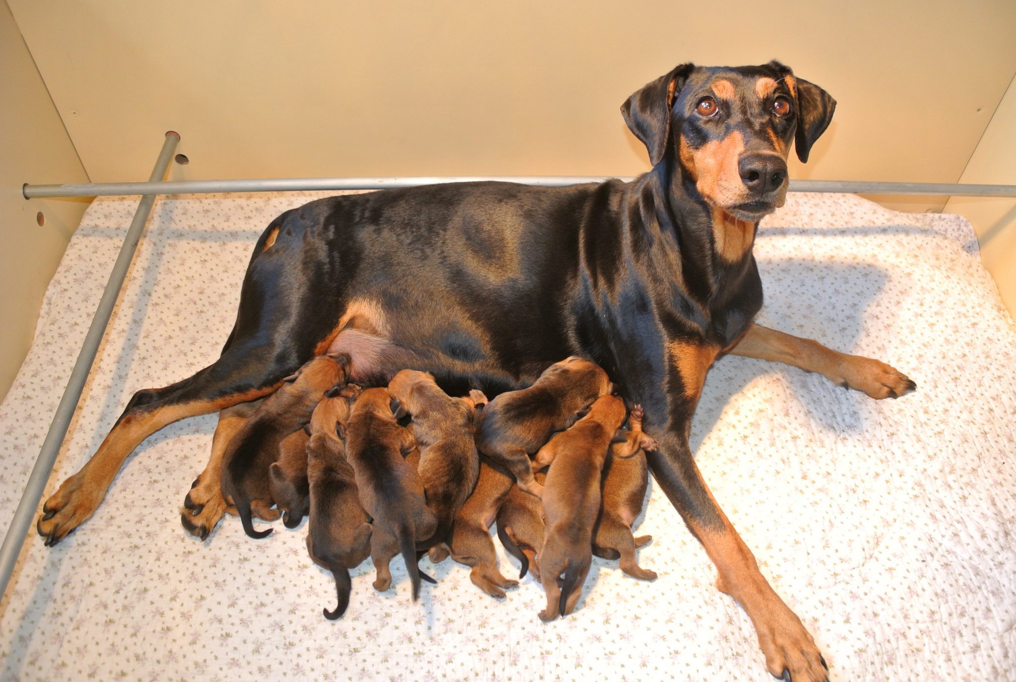 Duitse Pinscher pups