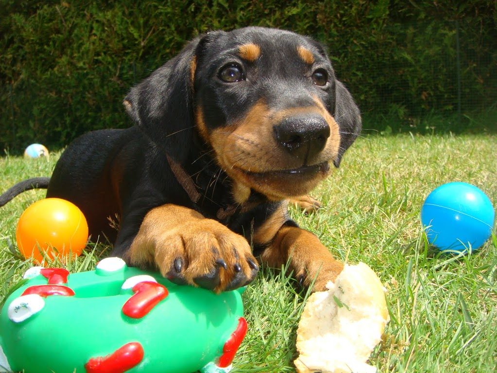 Wanneer zou u voor een Duitse Pinscher als huisgenoot moeten kiezen?