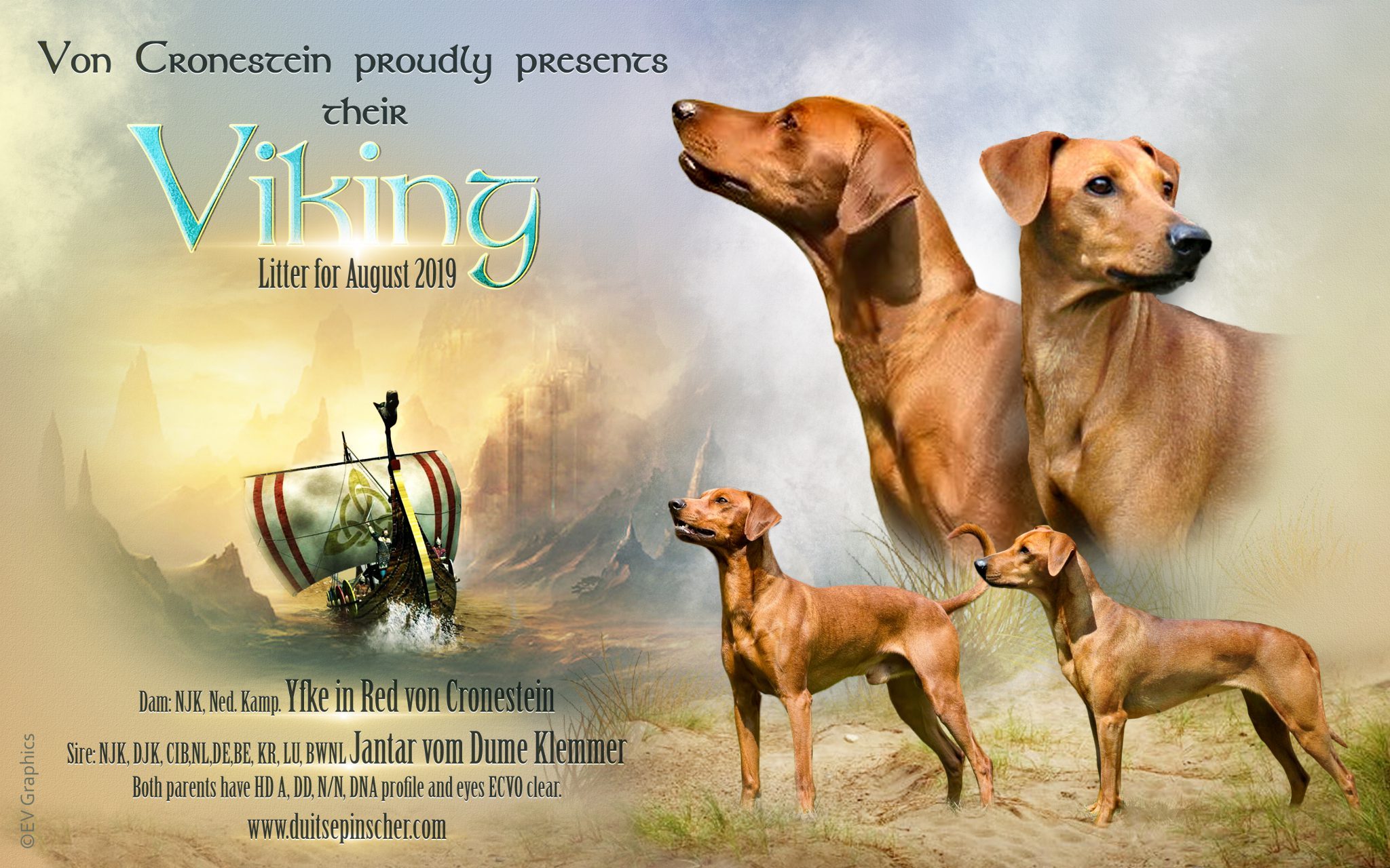 Rode Duitse Pinscher pups