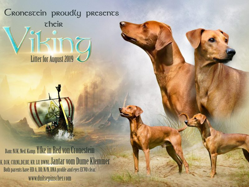 Viking Nest – Von Cronestein