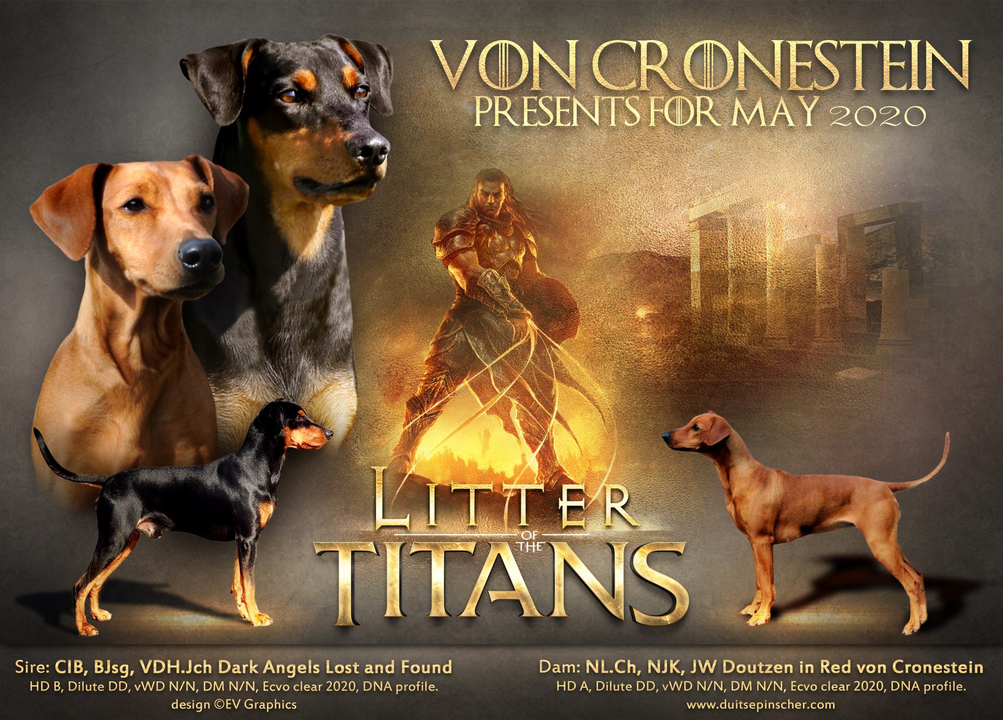 Duitse Pinscher pups.