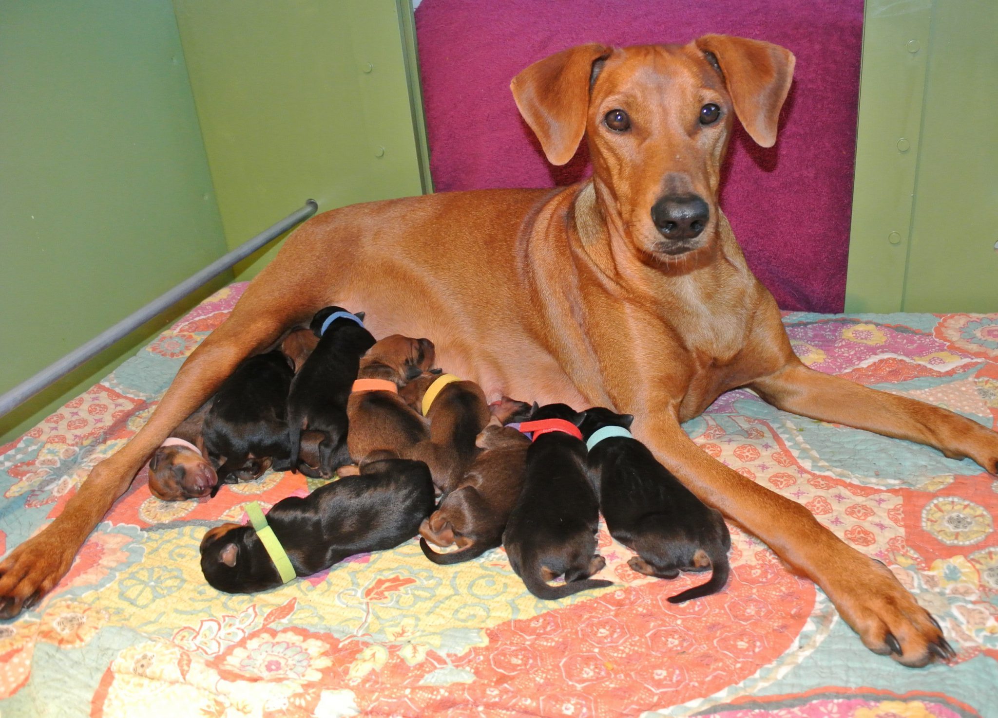 Op 27 december 2021 zijn ze geboren!