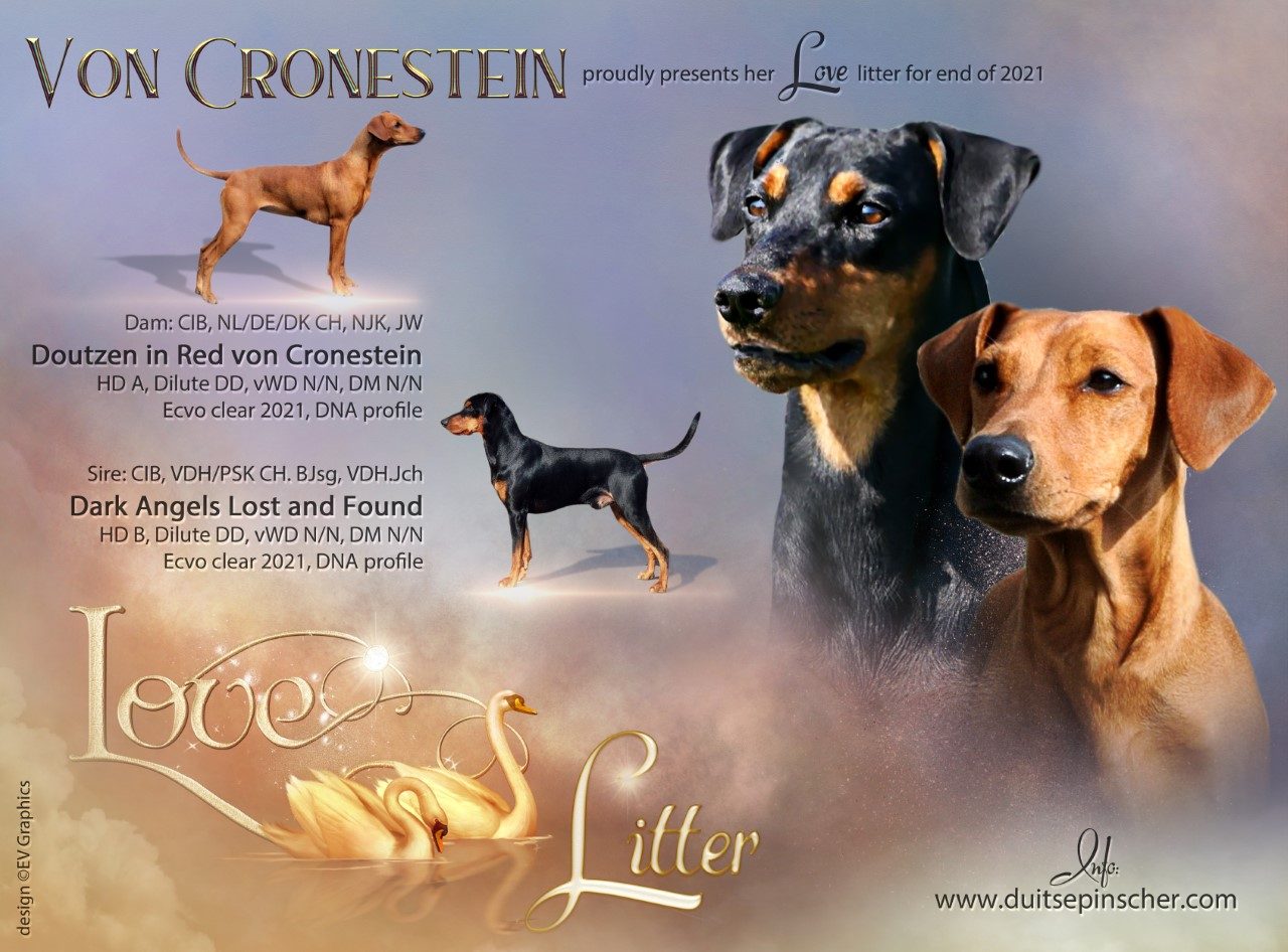 Duitse Pinscher pups geboren op 27 december 2021